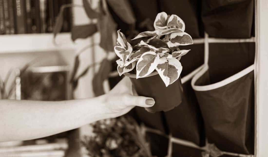 Make A Plant Wall Yourself